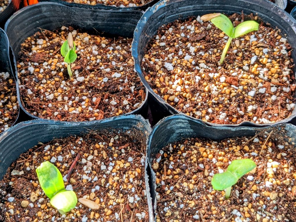 種 苗 袋栽培 自家菜園 家庭菜園 液体肥料 比較 初心者 野菜 果実 植え方 種 苗