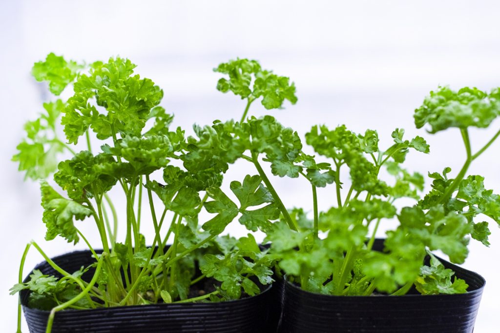 種 苗 袋栽培 自家菜園 家庭菜園 液体肥料 比較 初心者 野菜 果実 植え方 種 苗