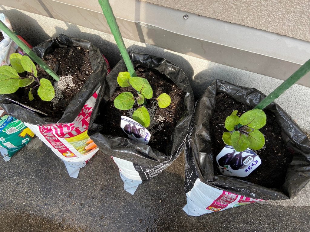 なす　万願寺　ししとう 袋栽培 自家菜園 家庭菜園 液体肥料 比較 初心者 野菜 果実 植え方 種 苗
