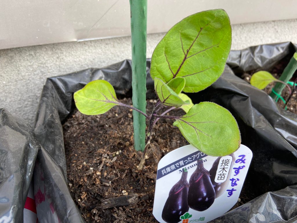 なす　万願寺　ししとう 袋栽培 自家菜園 家庭菜園 液体肥料 比較 初心者 野菜 果実 植え方 種 苗