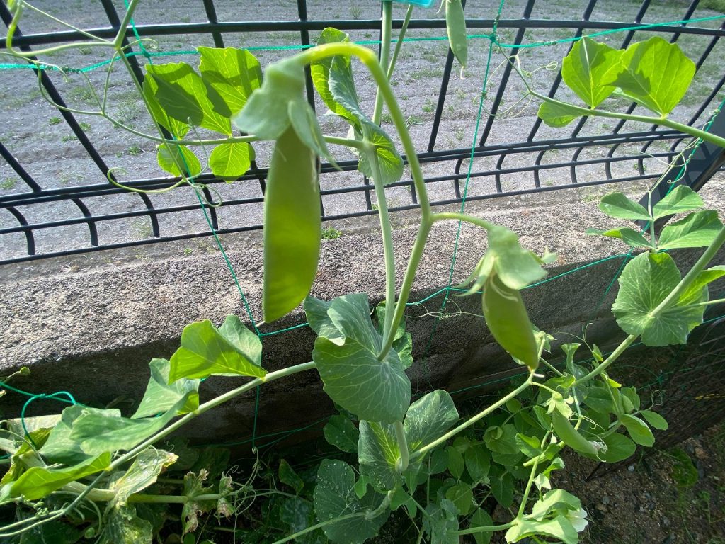 スナップエンドウ えんどう エンドウ豆 収穫時期 野菜　家庭菜園