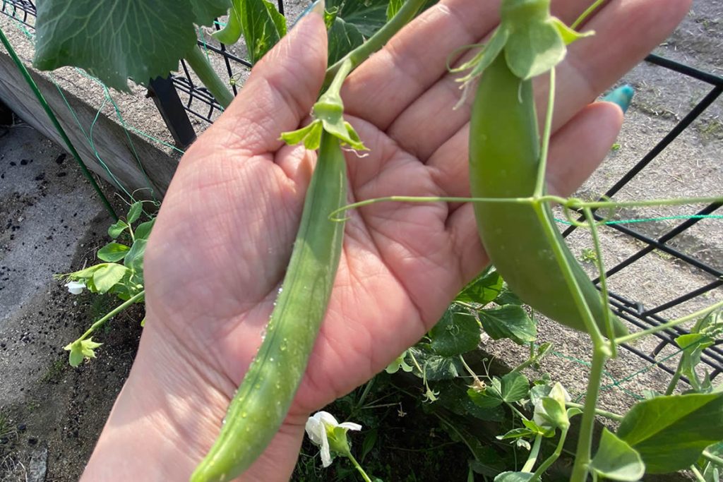 スナップエンドウ えんどう エンドウ豆 収穫時期 野菜　家庭菜園