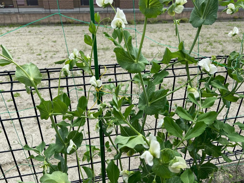 スナップエンドウ えんどう エンドウ豆 収穫時期 野菜　家庭菜園