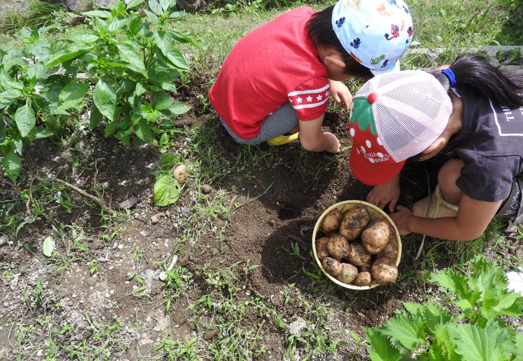 種 苗 袋栽培 自家菜園 家庭菜園 液体肥料 比較 初心者 食育 子ども 野菜 果実 植え方 種 苗