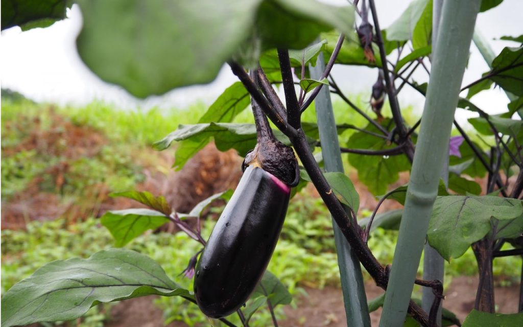 種 苗 袋栽培 自家菜園 家庭菜園 液体肥料 比較 初心者 野菜 果実 植え方 種 苗 なす