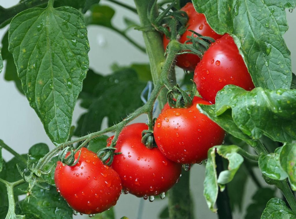 トマト 種 苗 袋栽培 自家菜園 家庭菜園 液体肥料 比較 初心者 野菜 果実 植え方 種 苗